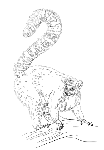 Ring Tailed Lemur Coloring Page